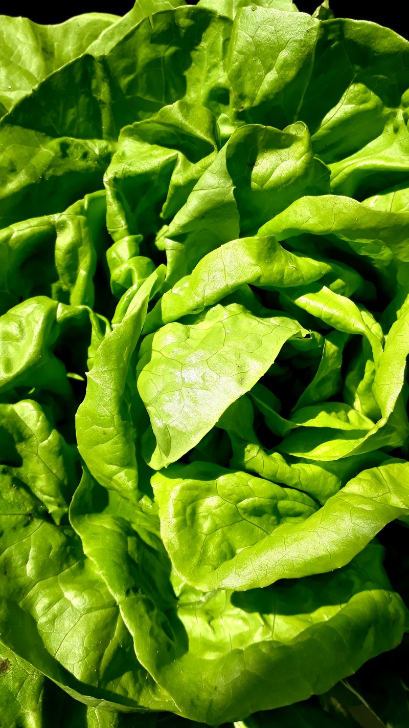 Lechuga