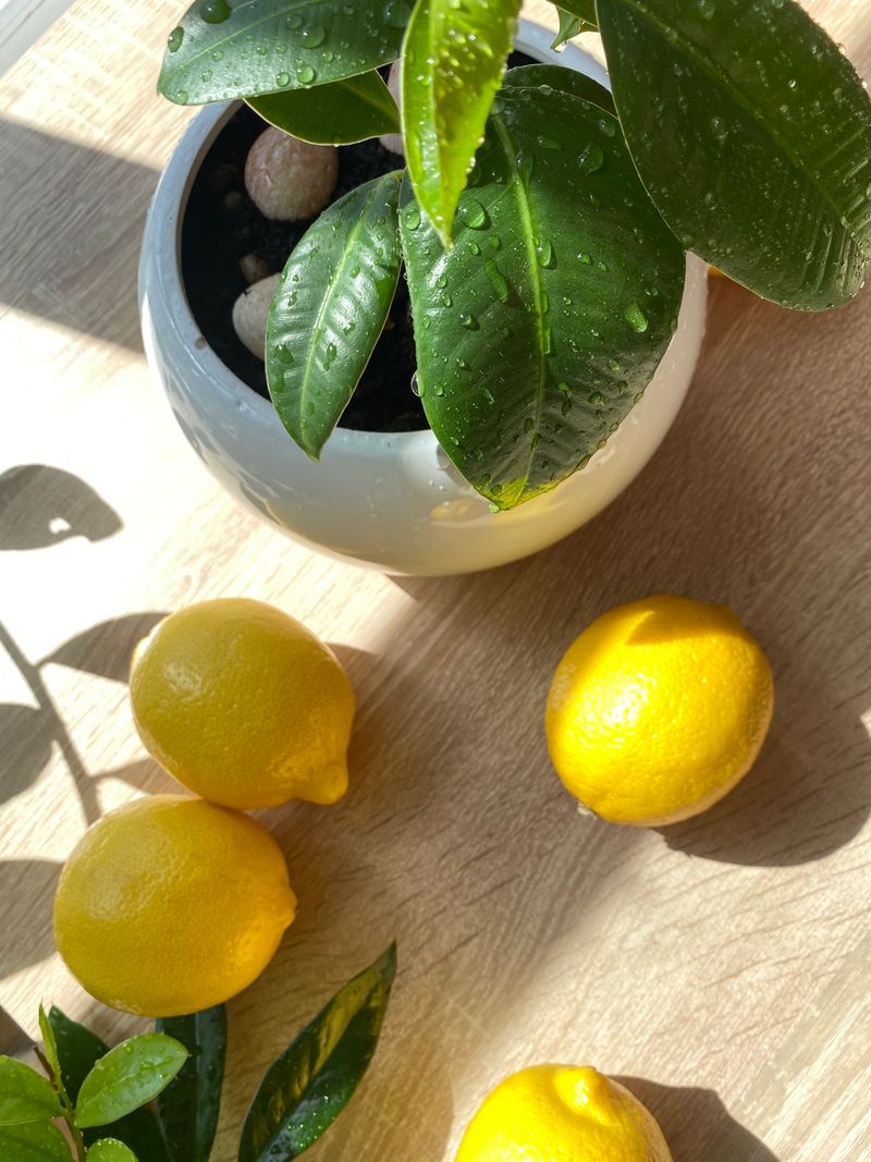 Limón
